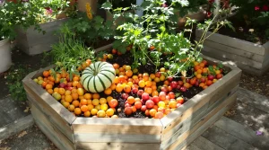 Depuis que je mets ces déchets de cuisine au potager, mes récoltes ont vraiment doublé