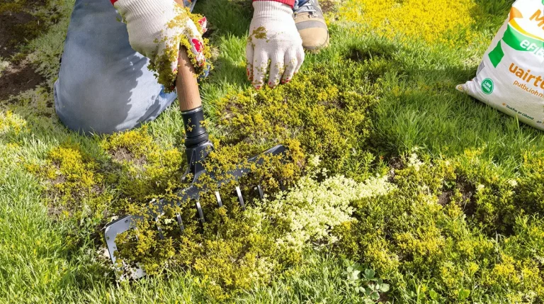Pelouse jaunie et pleine de mousse : le geste de printemps à faire maintenant pour la sauver sans l’abîmer